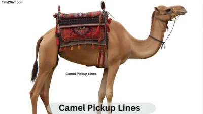 Camel Pickup Lines