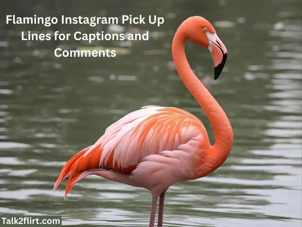 Flamingo Instagram Pick Up Lines for Captions and Comments