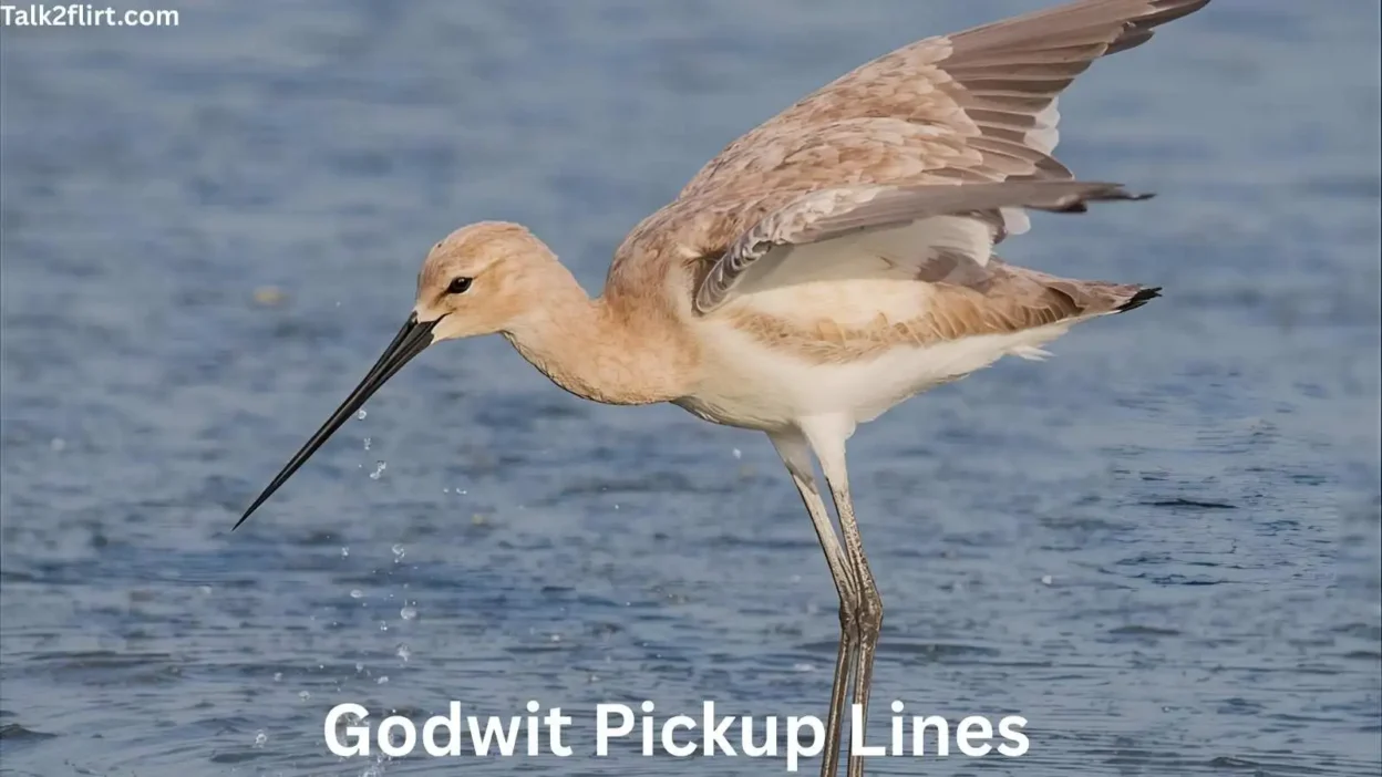 Godwit Pickup Lines