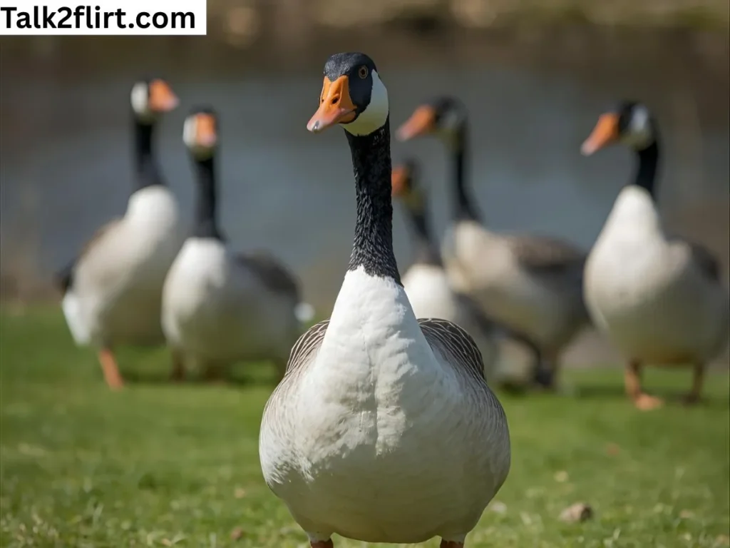 Goose Jokes One Liners