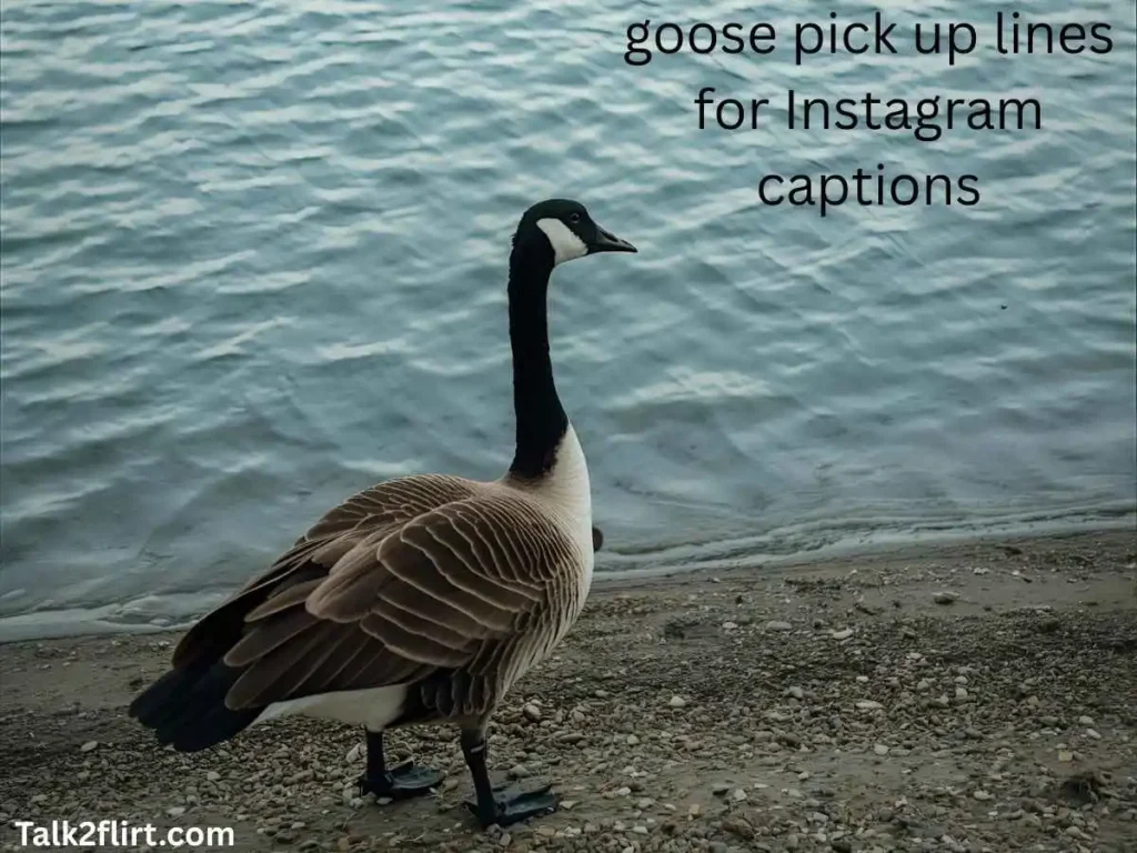 goose pick up lines for Instagram captions