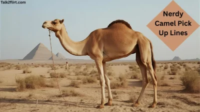 Nerdy Camel Pick Up Lines