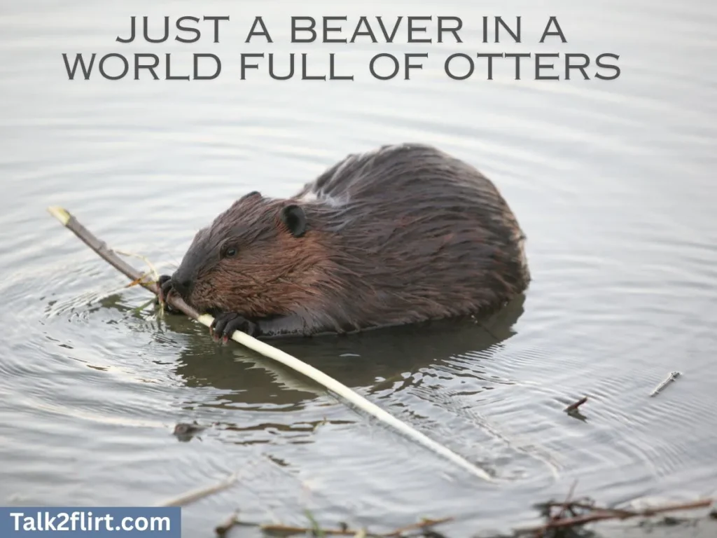 Cheesy Beaver Pick Up Lines for Bio or Profile