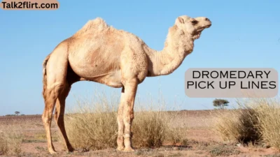 Dromedary Pick Up Lines