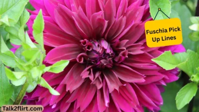 Fuschia Pick Up Lines