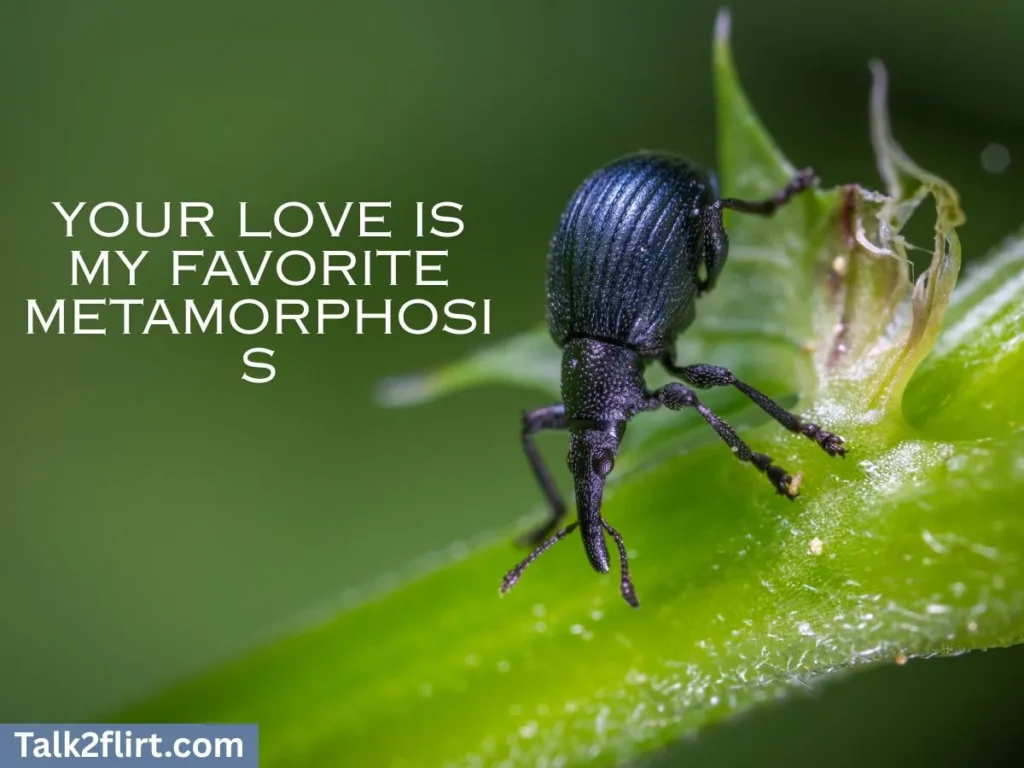 Romantic Beetle Pick Up Lines for Deep Connection