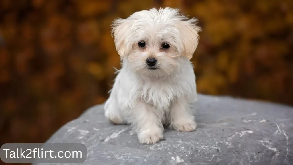 Cute Easy Pick Up Lines